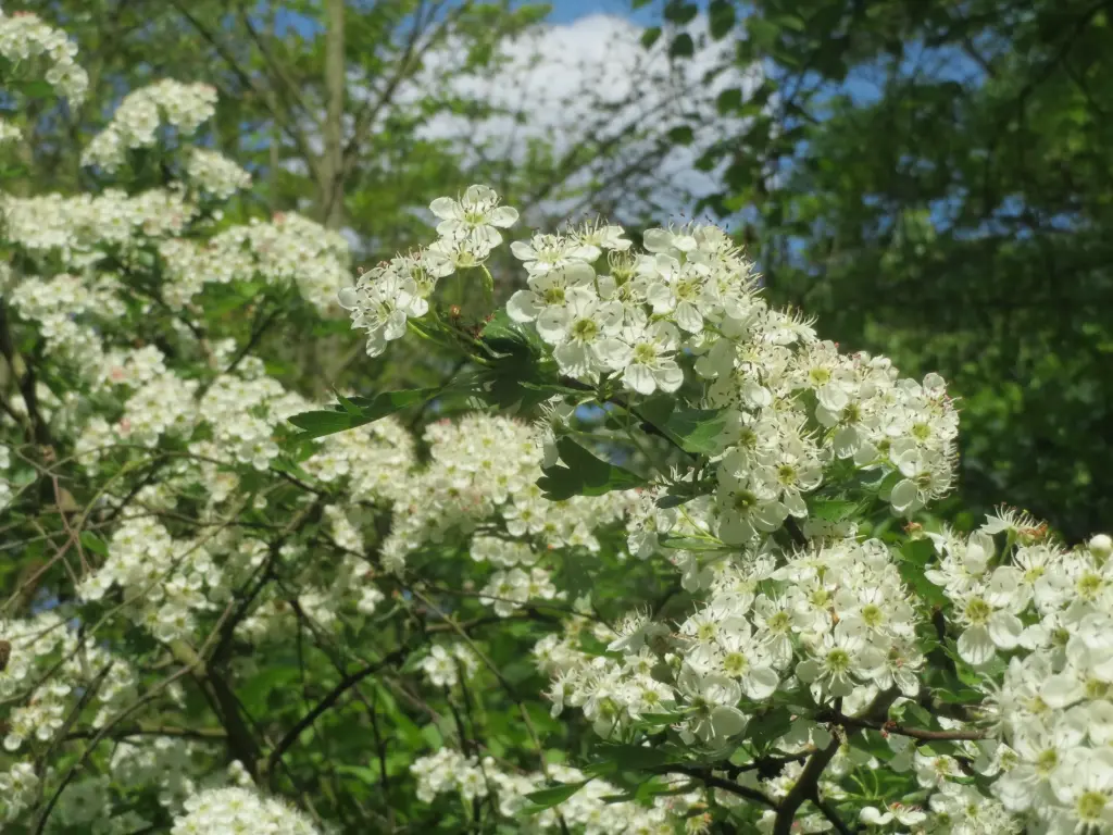AUBÉPINE À UN STYLE - CRATAEGUS MONOGYNA (Arbuste)