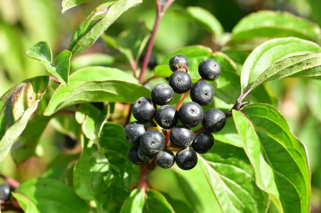 BOURDAINE - FRANGULA ALNUS (Arbuste)