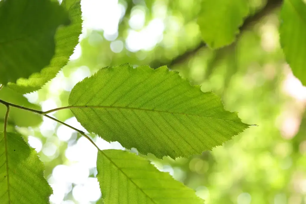 CHARME - CARPINUS BETELUS (Haut-jet)