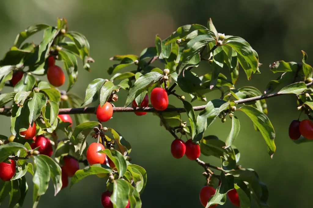 CORNOUILLER MÂLE - CORNUS MAS (Arbuste)