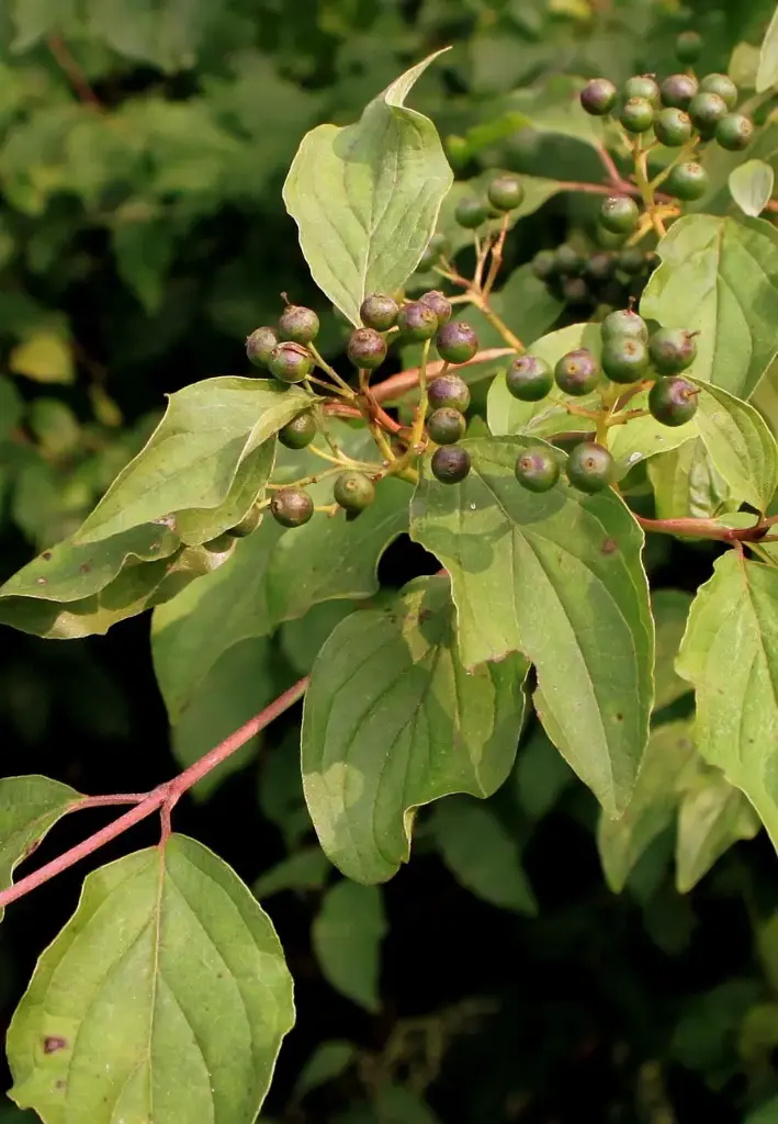 CORNOUILLER SANGUIN - CORNUS SANGUINEA (Arbuste)