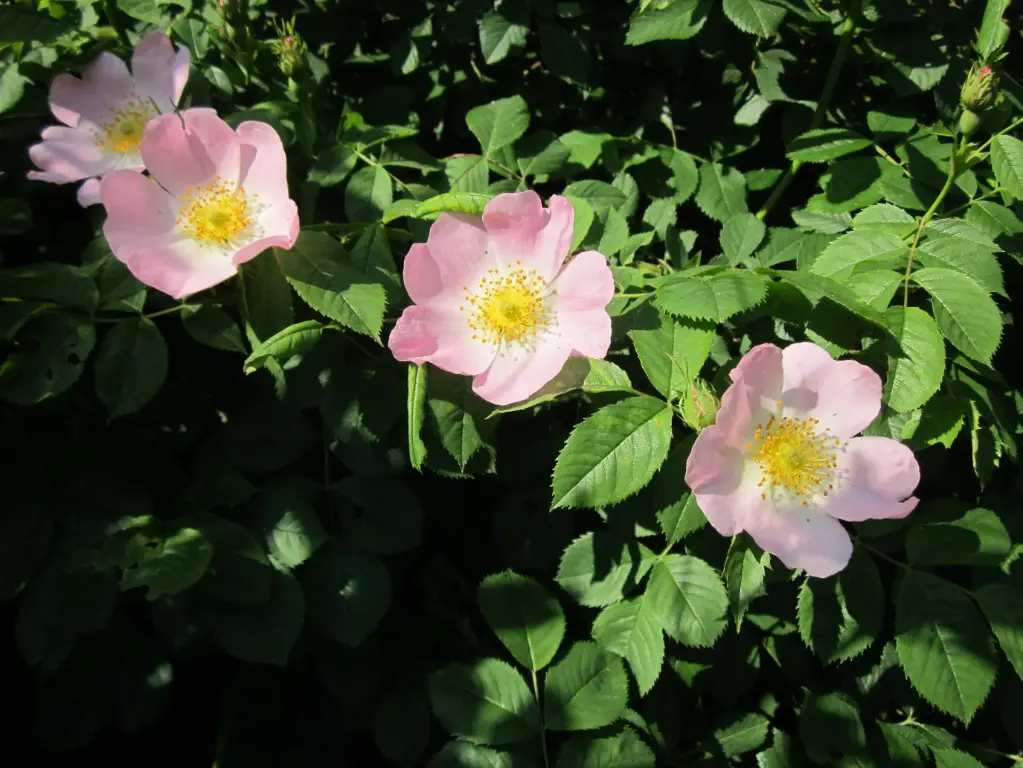 ÉGLANTIER - ROSA CANINA (Arbuste)