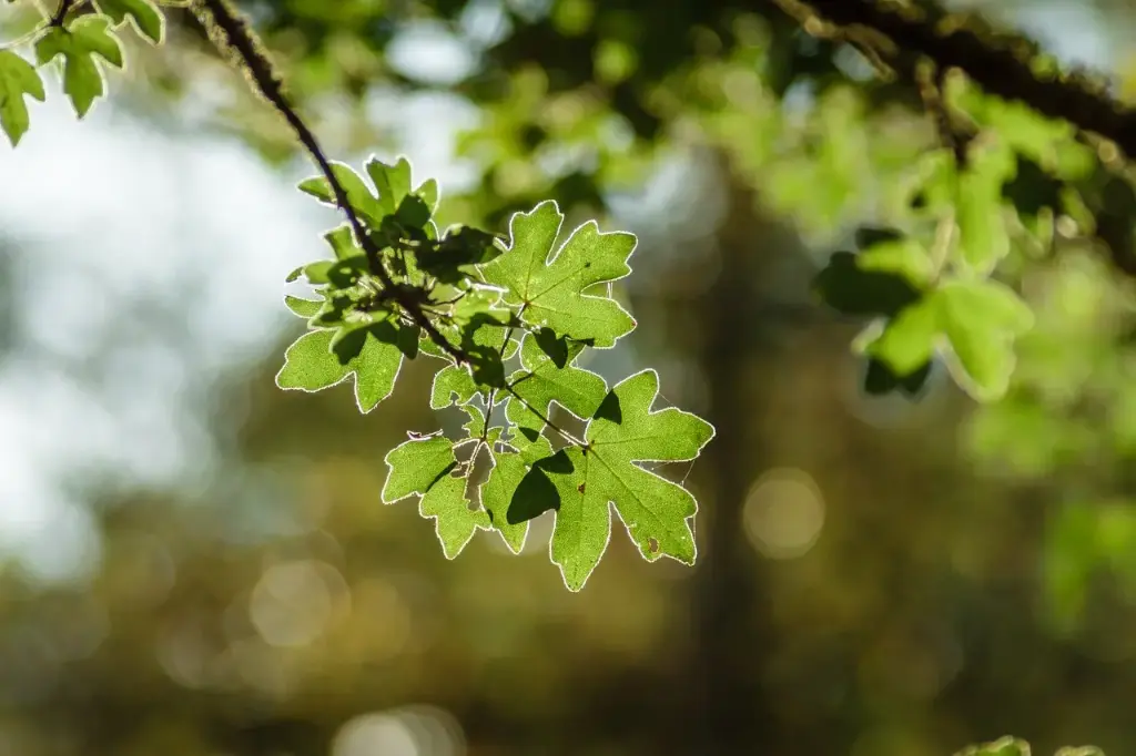ÉRABLE CHAMPÊTRE - ACER CAMPESTRE (Haut-jet)