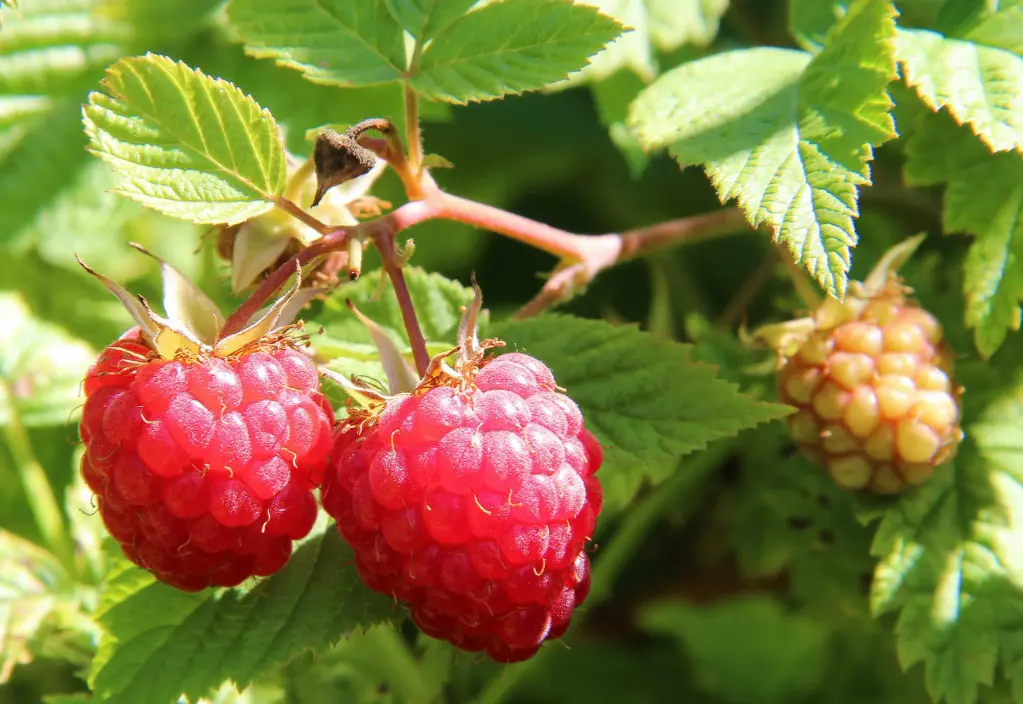 FRAMBOISIER - RUBUS IDAEUS (Arbuste)