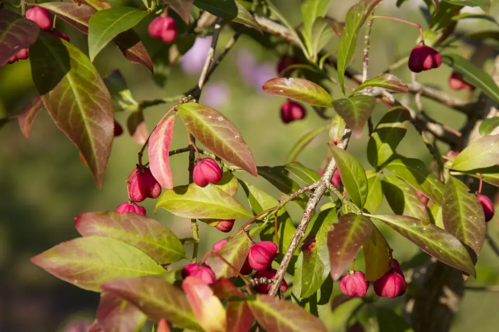 FUSAIN D’EUROPE - EUONYMUS EUROPAEUS (Arbuste)