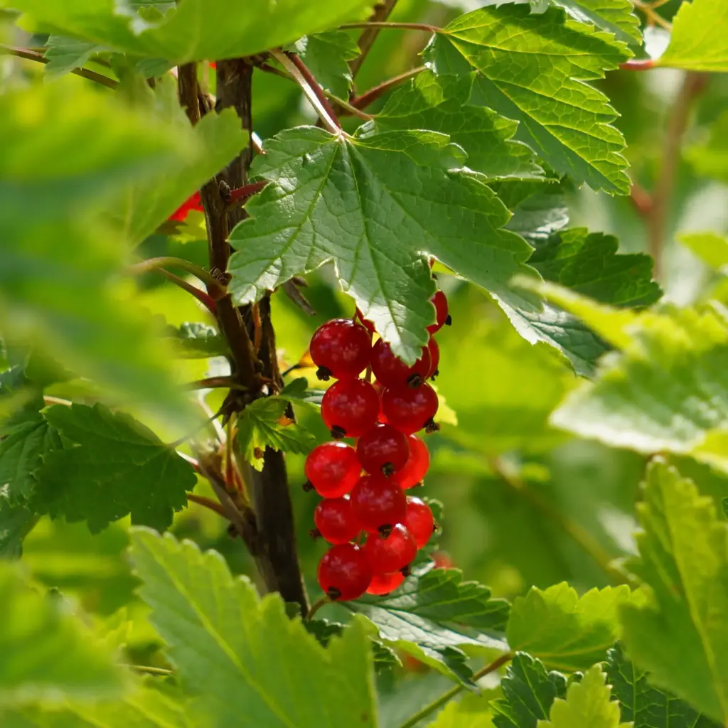 GROSEILLIER ROUGE - RIBES RUBRUM (Arbuste)