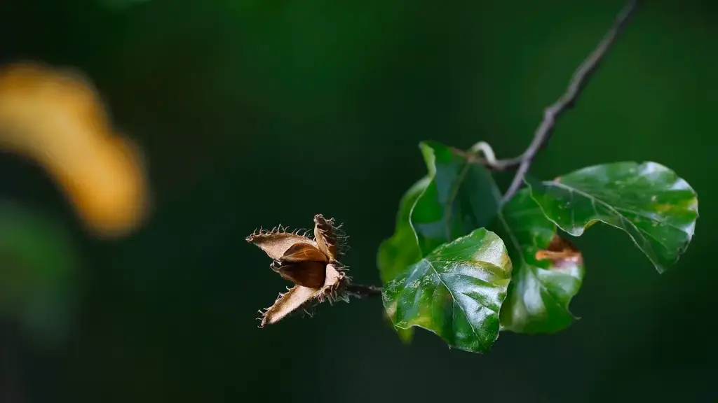 HÊTRE - FAGUS SYLVATICA (Haut-jet)