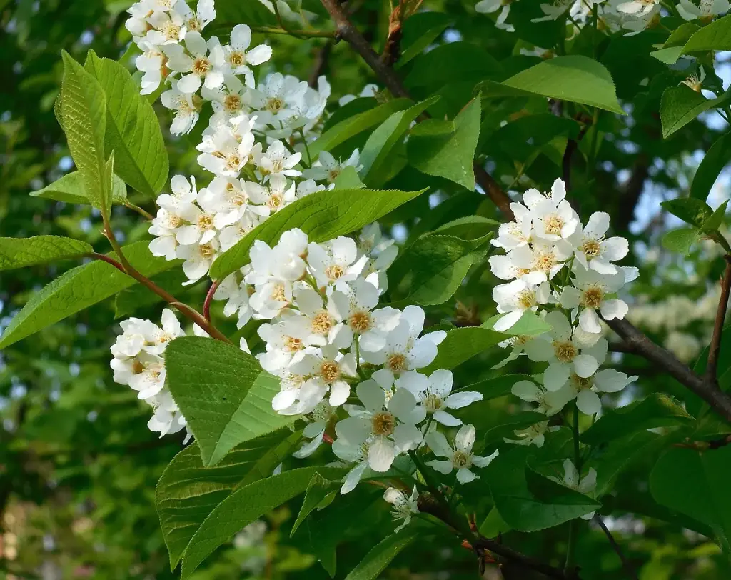 MERISIER - PRUNUS AVIUM (Haut-jet)