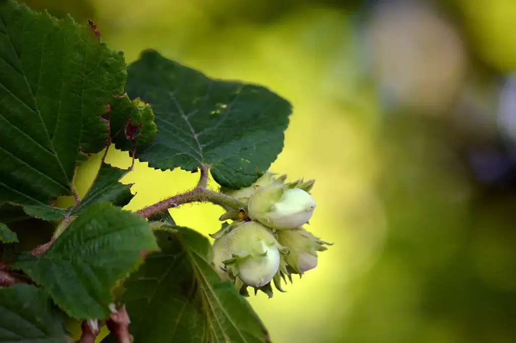 NOISETIER - CORYLUS AVELLANA (Arbuste)