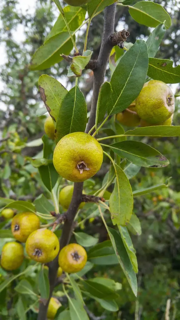 POMMIER SAUVAGE - MALUS SYLVESTRIS (Haut-jet)