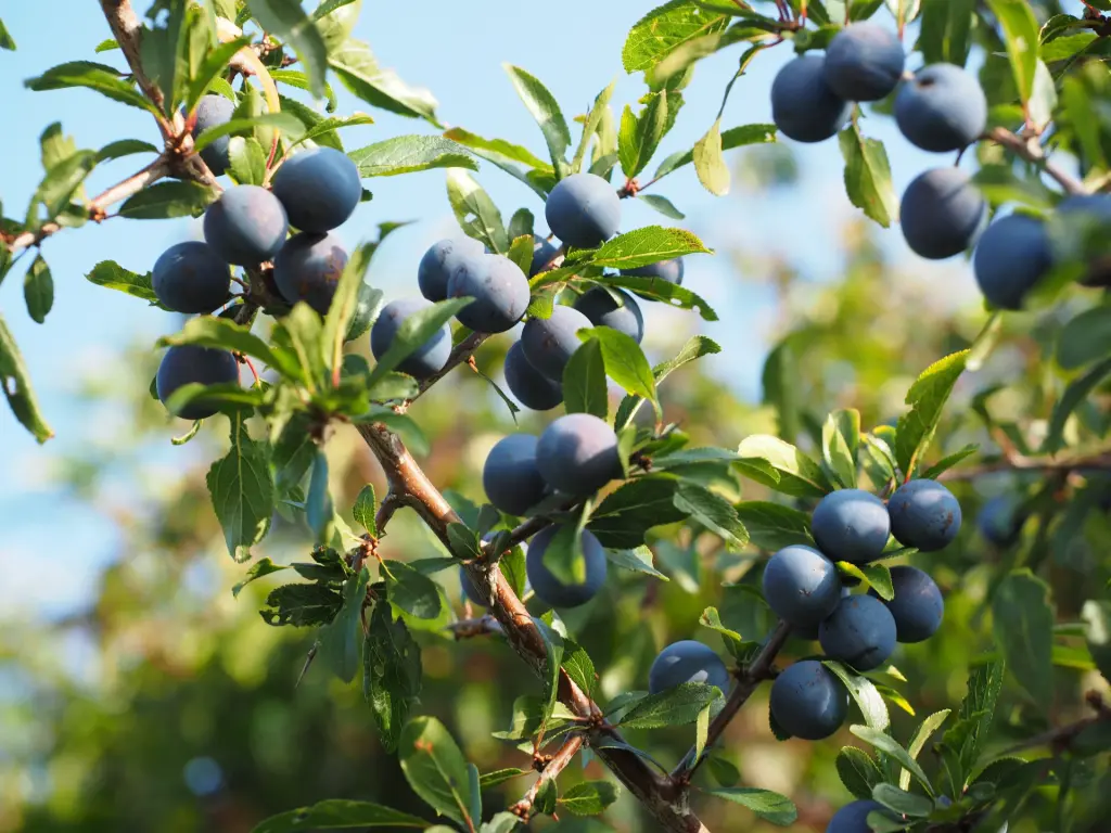 PRUNELIER - PRUNUS SPINOSA (Arbuste)