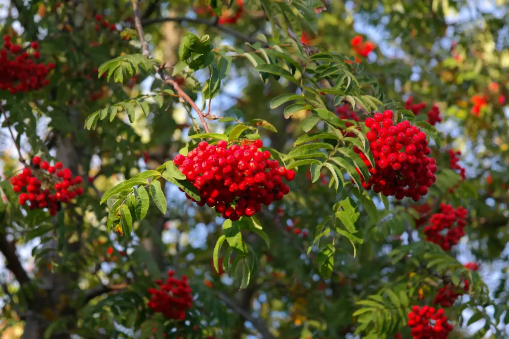 SORBIER DES OISELEURS - SORBUS AUCUPARIA (Haut-jet)