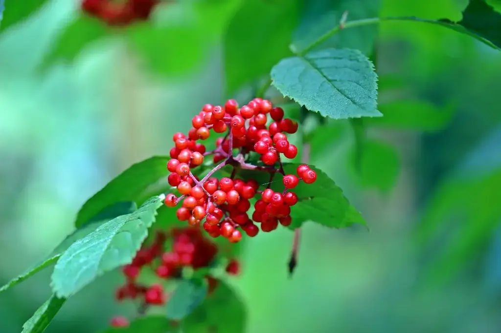 SUREAU À GRAPPES - SAMBUCUS RACEMOSA (Arbuste)