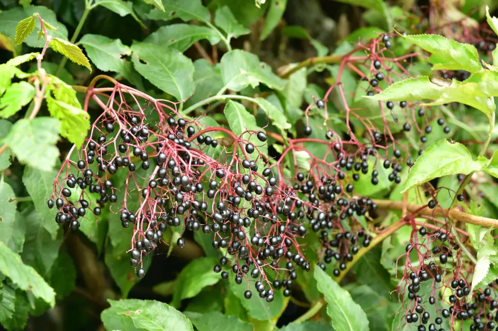 SUREAU NOIR - SAMBUCUS NIGRA (Arbuste)
