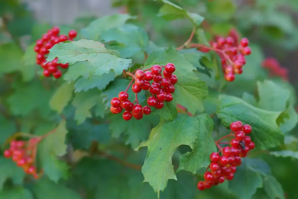 VIORNE OBIER - VIBURNUM OPULUS (Arbuste)
