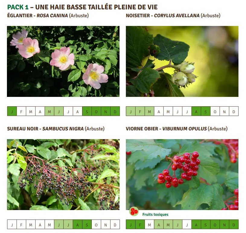 PACK 1 – UNE HAIE BASSE TAILLÉE PLEINE DE VIE