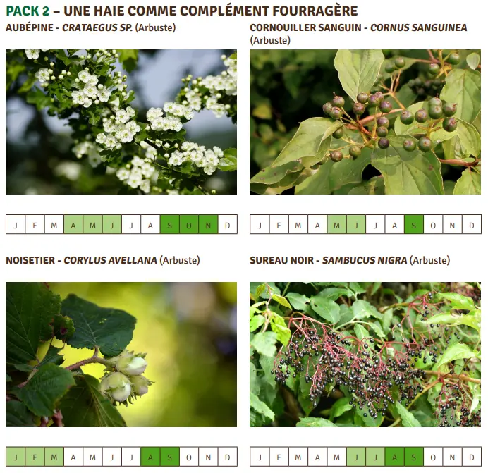 PACK 2 – UNE HAIE COMME COMPLÉMENT FOURRAGÈRE